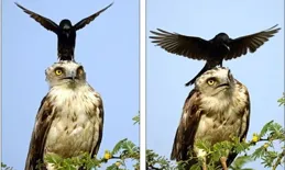 「鳥中二哈」金頭鸛：智商低卻成珍稀動物之謎