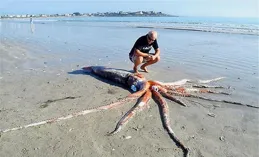 河南汝州湖中現「巨型怪魚」系高危外來生物，當地抽水一個月，正全力抓捕，外來生物入侵可能造成哪些危害？