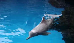 广州流溪河发现粉色海豚，重200公斤，一嘴尖牙，一顿能吃14斤鱼