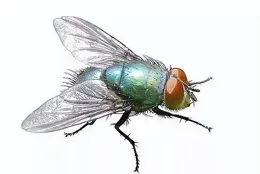 微波爐裏飛進一只蚊子，微波開啟五分鐘，開門，它飛走了，為什麽？