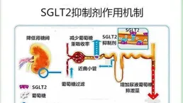 實體瘤新藥臨床試驗：KIF18A抑制劑GH2616片