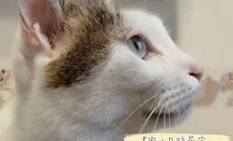 
 
为啥一养猫就会养好多
 