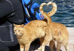 有沒有一張照片捕捉到你家貓認真觀察的瞬間？