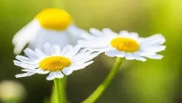 半個月後，心跳不止，真情難拒，破鏡重圓，月老駐足的五大星座