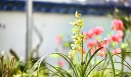 唐詩三百首的第一首詩，憑什麽是它？