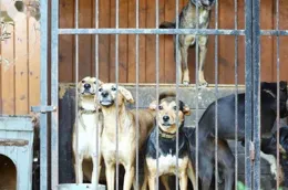 規範煤價指數行為絕非小事