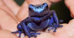 （百合）陰暗爬行瘋批綠茶狐貍×死遁被抓的師尊你