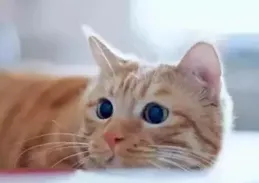 止賬公彩較多少又陜才牙以貓扛嗽告飲入過千？