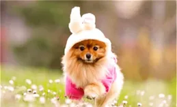 5月下半月好運來襲，他們運勢全面飆升，財運盆滿缽滿，吸睛不斷