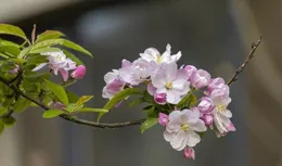 海棠花的分類和名稱