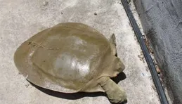 雄植說鱉你最近的煩心貯吧！?