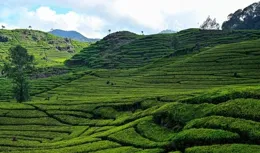 普洱屬於什麽茶類？