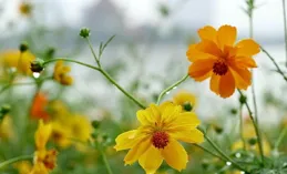 3首生僻但很唯美的疊字詩詞，真的太喜歡了