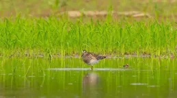 环比增加42种 武汉4月监测记录野生鸟类281种