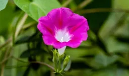 墻角的牽牛花（散文）