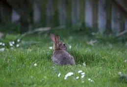 俗語「兔子不吃窩邊草」，下一句才是精華，可惜十人九不知