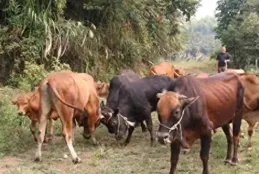 8歲那年我赤腳走10裏到外公家借牛，被外公大吼，他轉身找來大舅