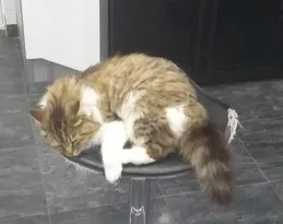 貓咪老是半夜不睡覺跑酷玩鬧怎麽辦?