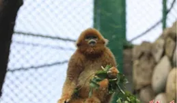 五一來看金絲猴!「兩小只」搬家到長沙生態動物園