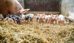 *ST正邦沖刺「摘帽」，成立專案組推動復產！4月僅賣18萬頭豬，仔豬投苗增加