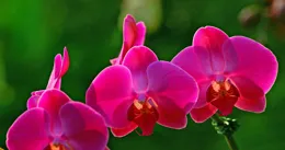 賺錢頭腦極佳，不會窮極一時，今年經常逢兇化吉的4個星座