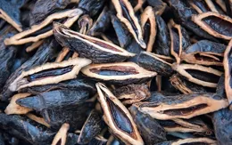 檳榔之殤：健康警鐘下的反思，別不當回事