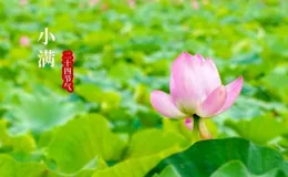 詠小滿詩詞（1）