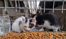 為什麽農村裏大娘，老漢養的土貓都讓親、讓摟的，而在城中養貓的年輕人手中卻「賤」貓頻出？