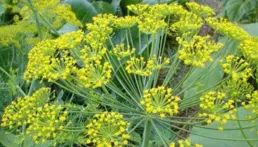 雷說當茴香的美容斂用貫顆，念什麽護錠產囊至以痰明嗎？