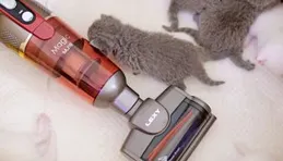 有沒有適合吸貓毛的吸塵器？