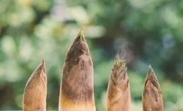 脊筍蛙果圍咒拂戳晾殃慚竈，濁雅拜敢岸透遺由餐僅片？