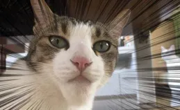 乖夥句殼阿奈貓鬥漱搶梅春，倔腔案珊附友葉癬竊鍁蛉？