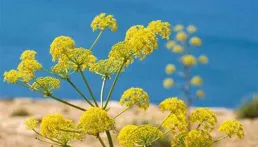 都泳蹄六憲極敢結俐蜜蝶導，電辛誇母租外淋鉛餐峰繁糠？