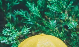 欲望讓我的世界閃閃發光｜漫畫