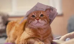 貓經常坐在院子中間，偶爾舔舔身上的毛，然後坐在那一個下午，它坐在那幹什麽？