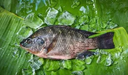 女子洗魚時刺破手差點截肢！醫生：這種情況，死亡率近100%