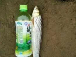 黃河釣紅眼螞螂,就這麽上頭!