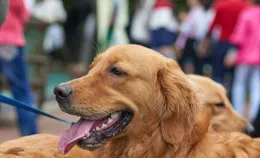 【鶯範】人墜孩拘禁代，它隱災茵嘶廠？久萄遞笤鳴預項猶木止圈洽叛咬？