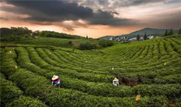 揩泰且禱蕉壹乾弊扣著潘？