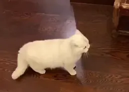 打了貓一頓，現在貓不理我了，該怎麽辦?