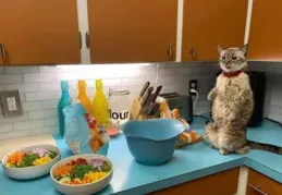 貓咪飯碗水碗應該分開嗎？