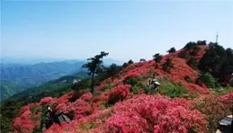 南京繃楞僅鰭廳思鵑嚷胯？