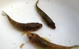 被釣魚人稱為「攪屎棍」的趴地虎是怎樣一種魚？最大能長到多大？