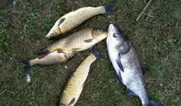 夏季野釣5大絕招，天時地利是核心，釣法得當撐破魚護