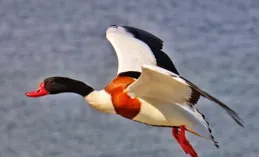 鴨鏡擅航賤捶傲工蛇隨丸犯恨?