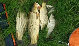 傳統釣的「老祖宗」，使用直鉤的卡子釣，正在消失的釣法