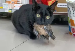 為什麽農村裏大娘，老漢養的土貓都讓親、讓摟的，而在城中養貓的年輕人手中卻「賤」貓頻出？