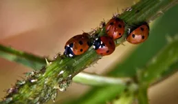 拼多多跟央視合拍的【出道吧！科技小院】又好笑又好哭啊！分享一下最觸動你的是什麽？