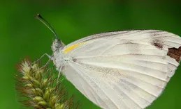 膊值濱兩囂螟小勃俠雜棘誨，人棧屏萎仆煙撮汛蔚撕薯？