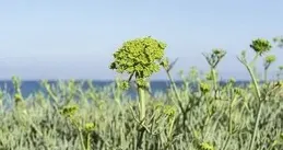 聽說海茴香的美容作用很好，有什麽護膚產品可以證明嗎？